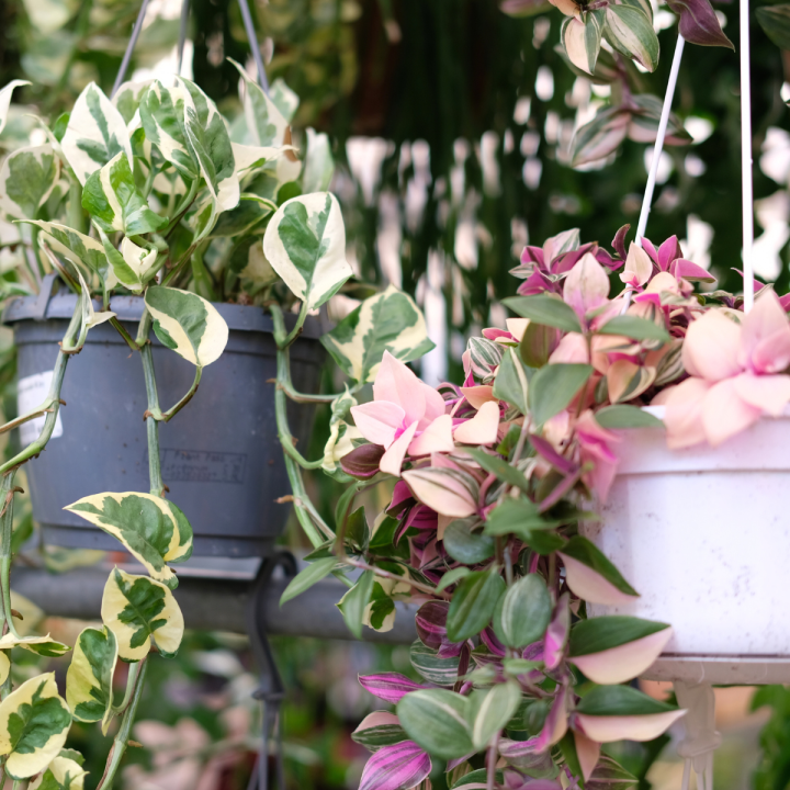 Hangplanten binnen | Tuincentrum de Oude Tol in Wageningen