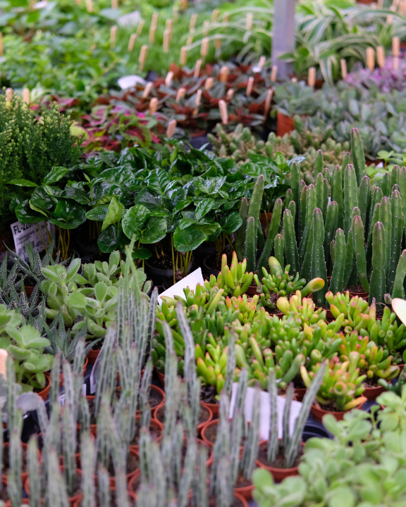 Ontdek de leukste mini plantjes bij tuincentrum de Oude Tol in Wageningen!
