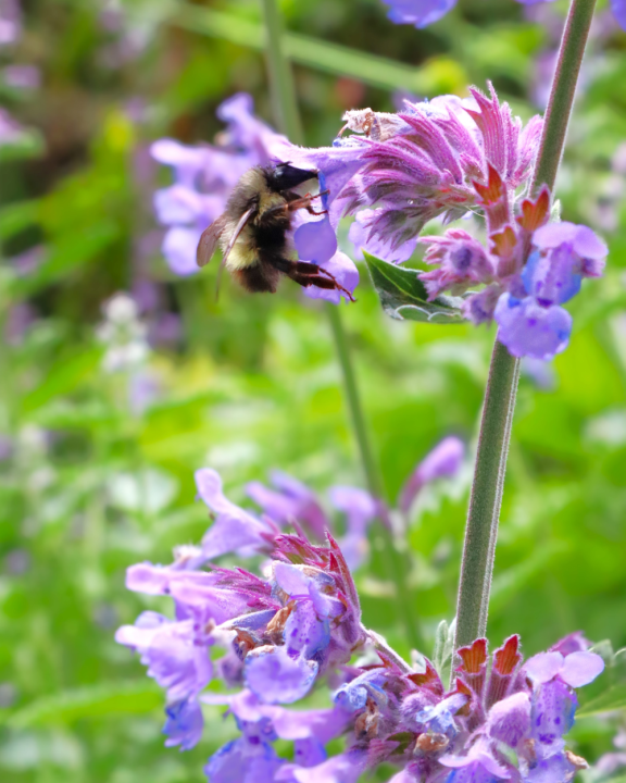 Vlinder- en bijenlokkers kopen bij tuincentrum de Oude Tol! Vlinder- en bijenlokkers kopen bij tuincentrum de Oude Tol!