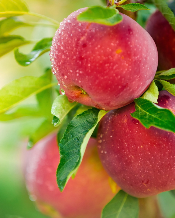 Fruitboom kopen | Malus | Tuincentrum de Oude Tol in Wageningen
