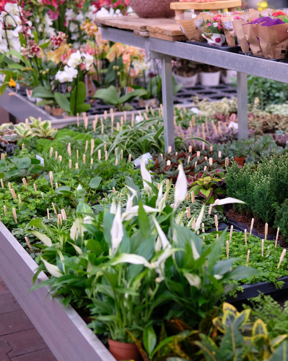Ontdek de leukste mini plantjes bij tuincentrum de Oude Tol in Wageningen!