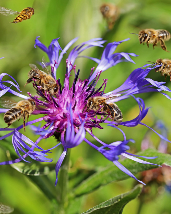 Vlinder- en bijenlokkers kopen bij tuincentrum de Oude Tol! Vlinder- en bijenlokkers kopen bij tuincentrum de Oude Tol!