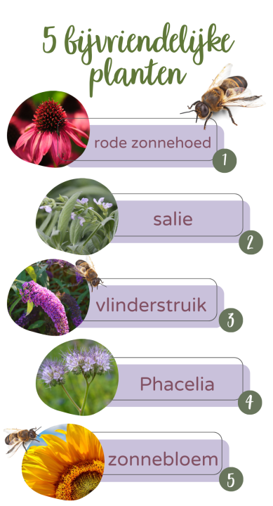 Met deze bijvriendelijke planten wordt uw tuin een heus bijenparadijs!