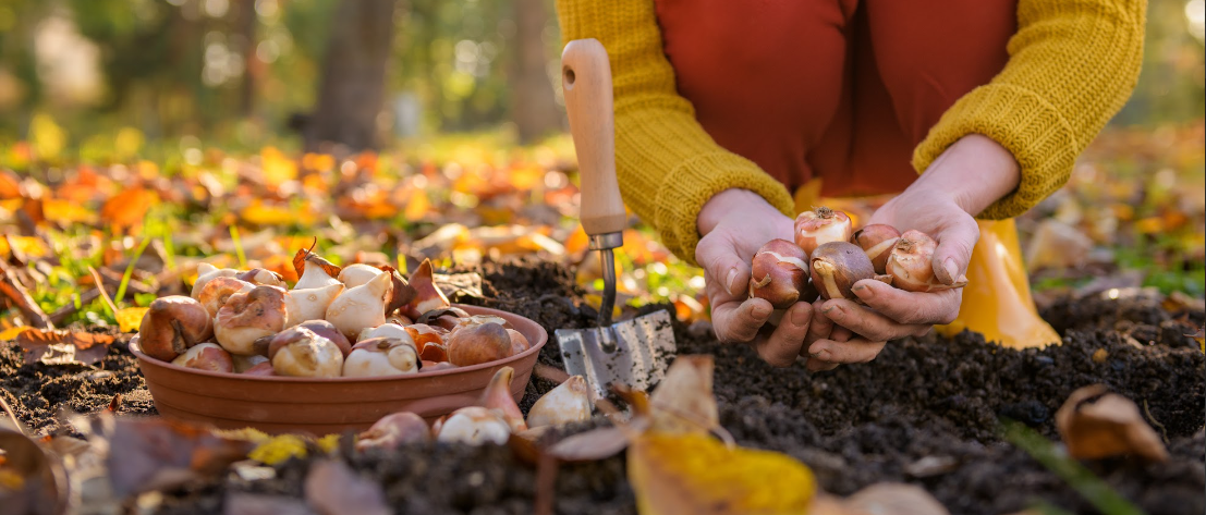 Bloembollen planten? U doet het in het najaar! | Tuincentrum de Oude Tol