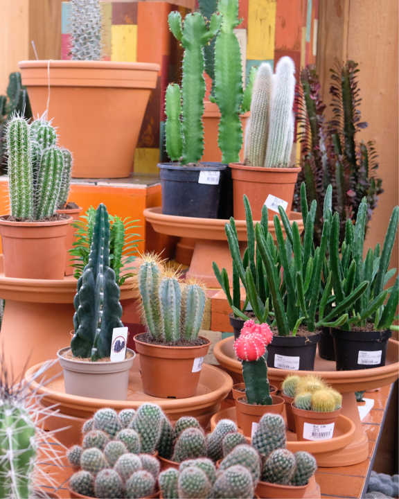 Cactus of vetplant kopen | Tuincentrum de Oude Tol