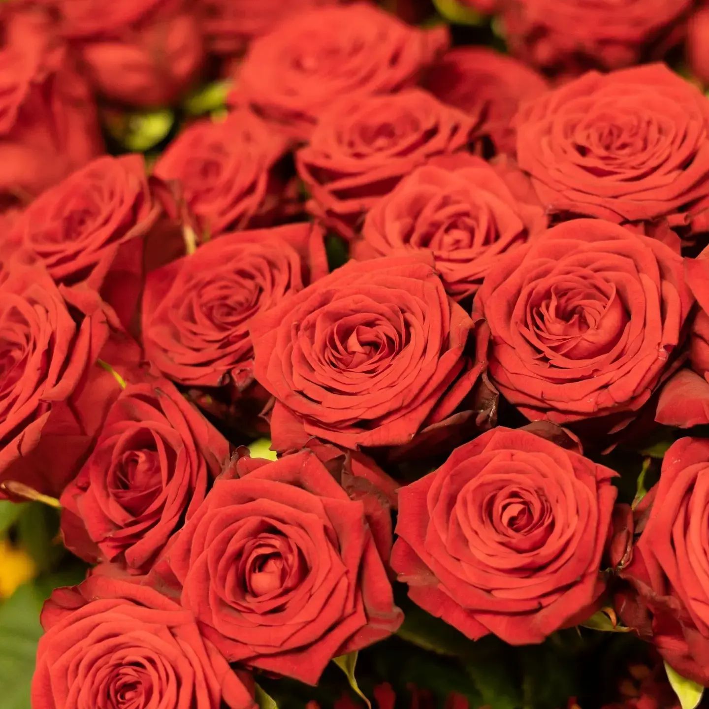 Bloemen | Tuincentrum de Oude Tol in Wageningen