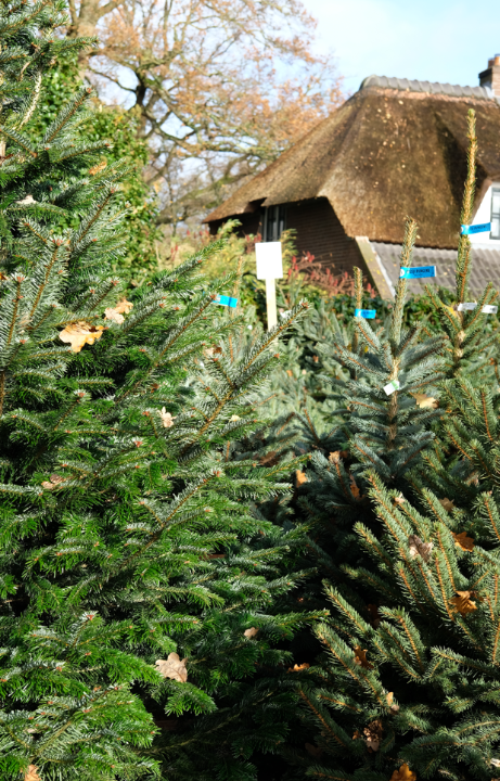 Kerstartikelen kopen in Wageningen | Tuincentrum de Oude Tol