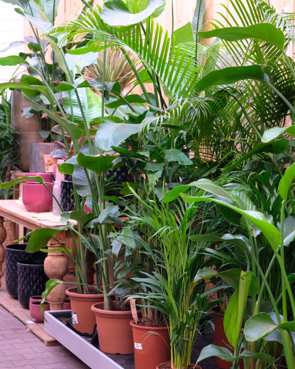 Grote kamerplanten shopt u bij tuincentrum de Oude Tol!