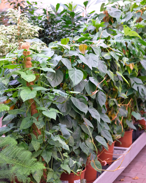 Grote kamerplanten shopt u bij tuincentrum de Oude Tol!