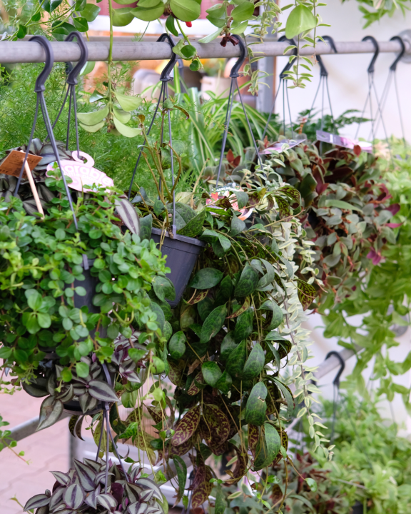 Hangplanten binnen | Tuincentrum de Oude Tol in Wageningen