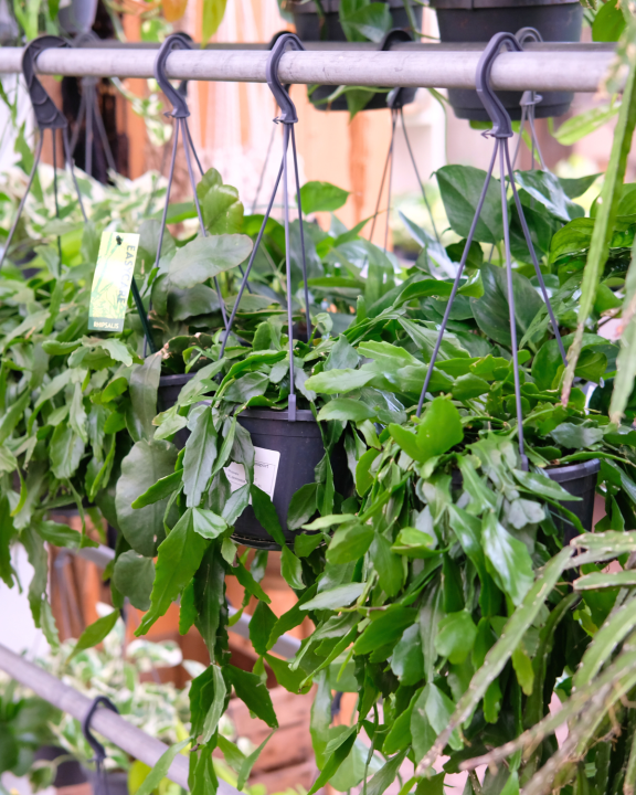 Hangplant binnen | Tuincentrum De Oude Tol