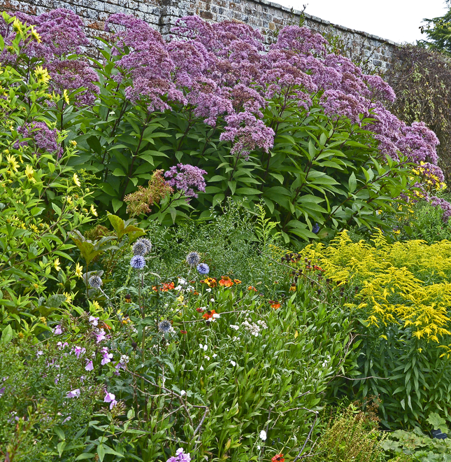 Inheemse planten kopen | Tuincentrum de Oude Tol