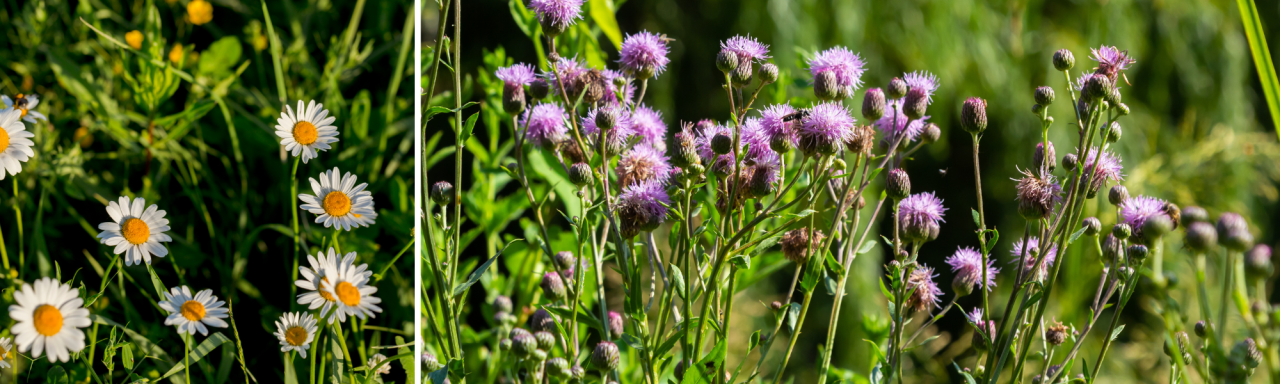 Inheemse zaden koopt u bij hét tuincentrum van Wageningen: de Oude Tol!