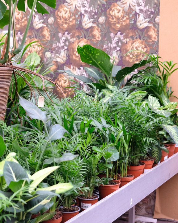 Kamerplanten kopen doet u bij tuincentrum de Oude Tol in Wageningen! Kamerplanten kopen doet u bij tuincentrum de Oude Tol in Wageningen!