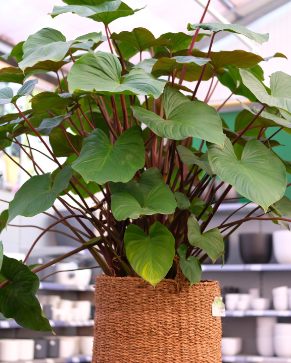Kamerplanten kopen doet u bij tuincentrum de Oude Tol in Wageningen! Kamerplanten kopen doet u bij tuincentrum de Oude Tol in Wageningen!