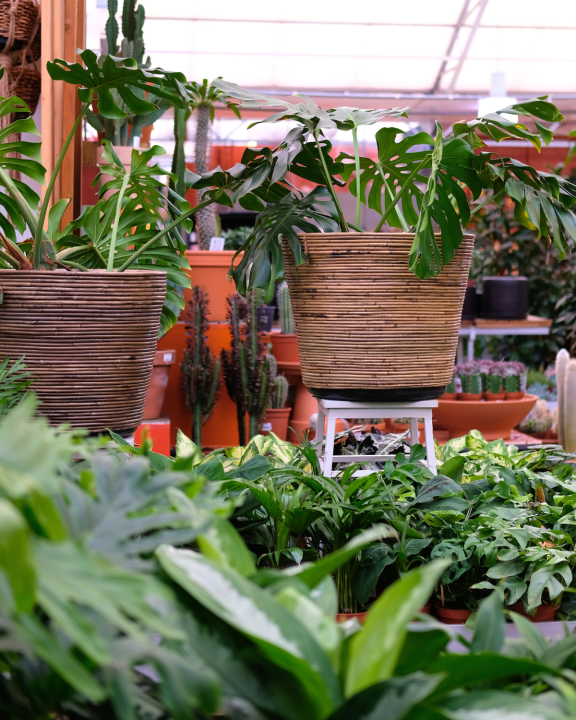 Voor groene kamerplanten komt u naar tuincentrum de Oude Tol!