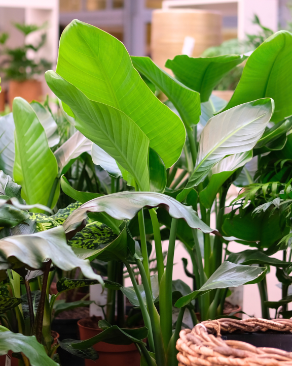 Voor groene kamerplanten komt u naar tuincentrum de Oude Tol!