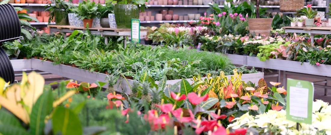 Binnenplanten shop je bij tuincentrum de Oude Tol!