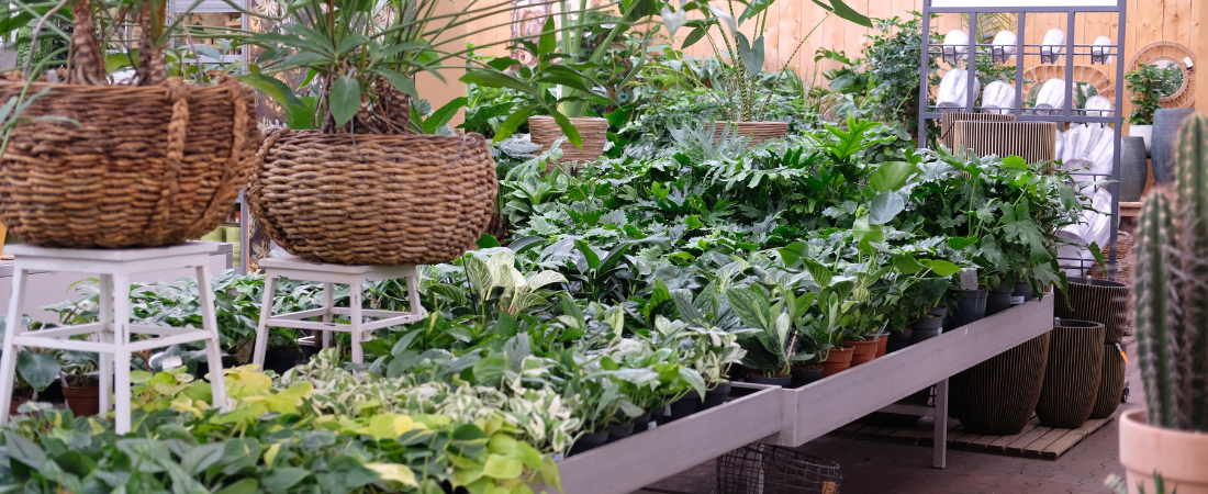 Kamerplanten shop je bij tuincentrum de Oude Tol!