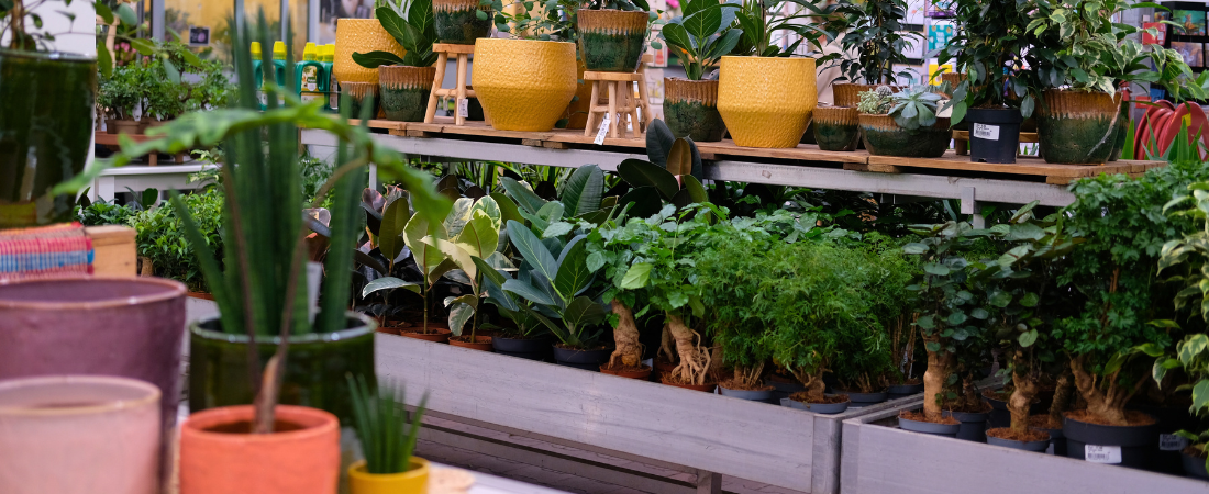 Binnenplanten shop je bij tuincentrum de Oude Tol!