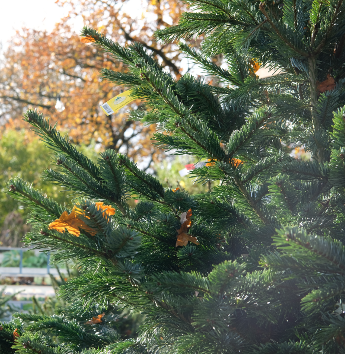 Kerstdecoratie kopen |  Tuincentrum de Oude Tol