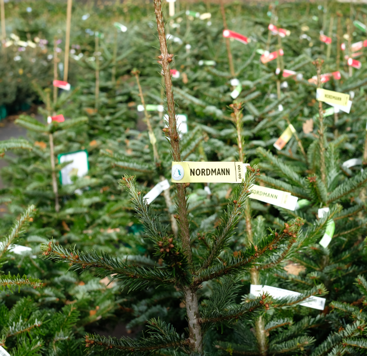Kerstboom kopen in Wageningen | Tuincentrum de Oude Tol