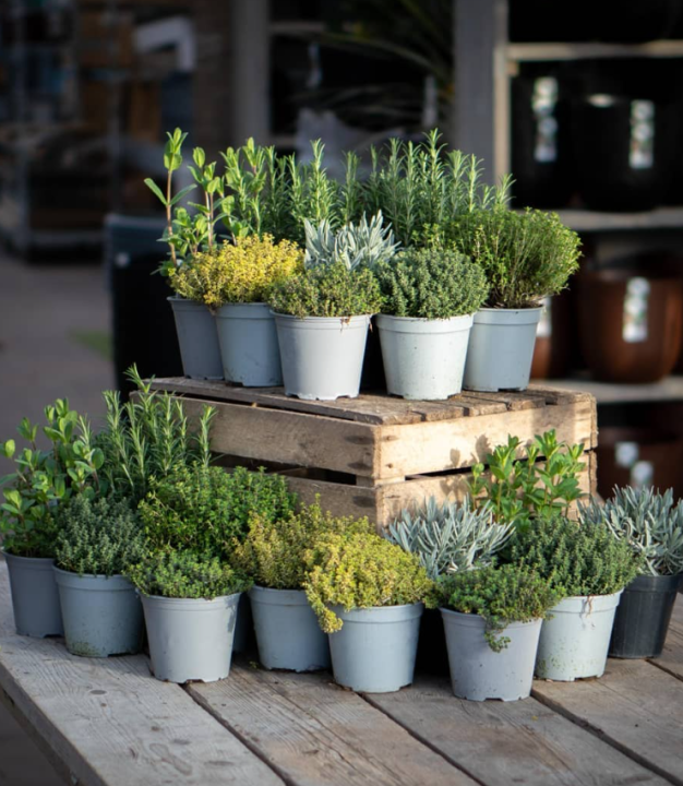 Kruidenplanten koopt u bij tuincentrum de Oude Tol in Wageningen!