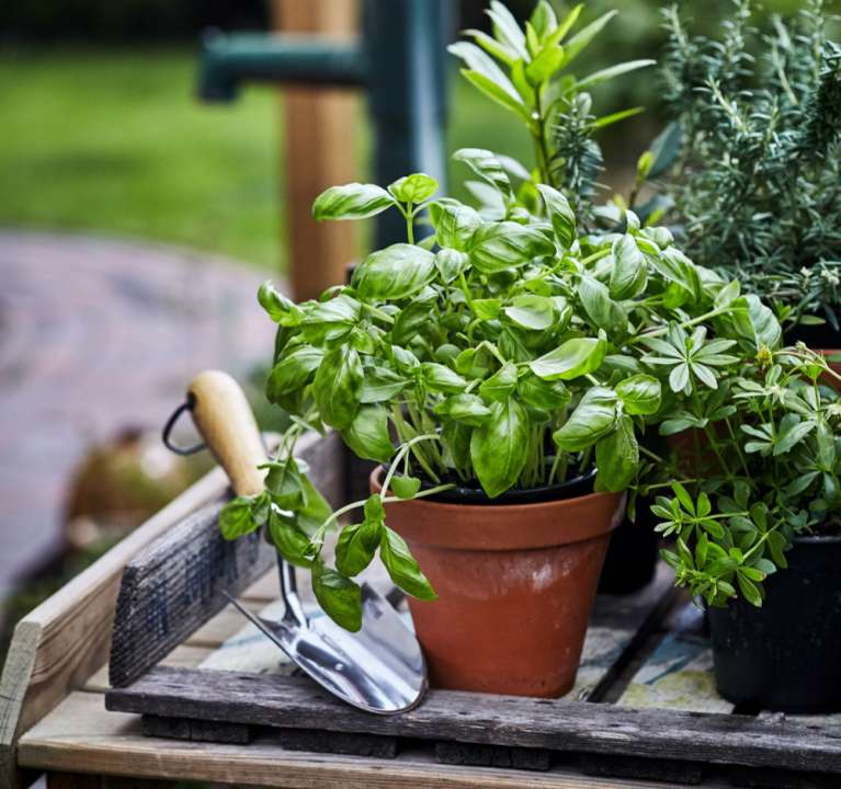 Kruidenplanten kopen | Tuincentrum De Oude Tol