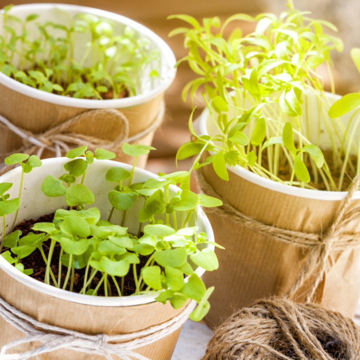 Kruidenplanten kopen | Tuincentrum de Oude Tol