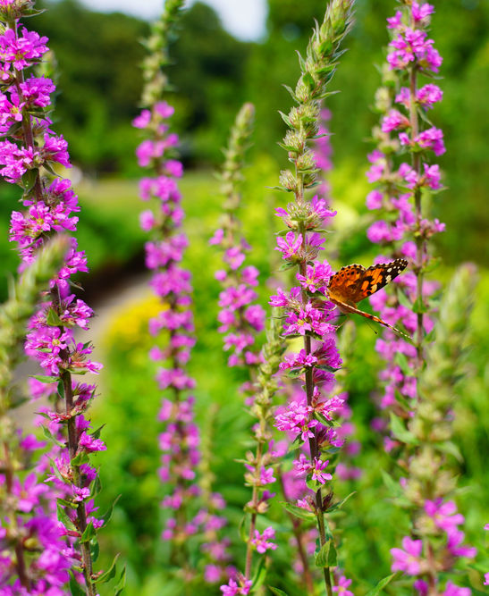 Wilde bloemen | Tuincentrum de Oude Tol