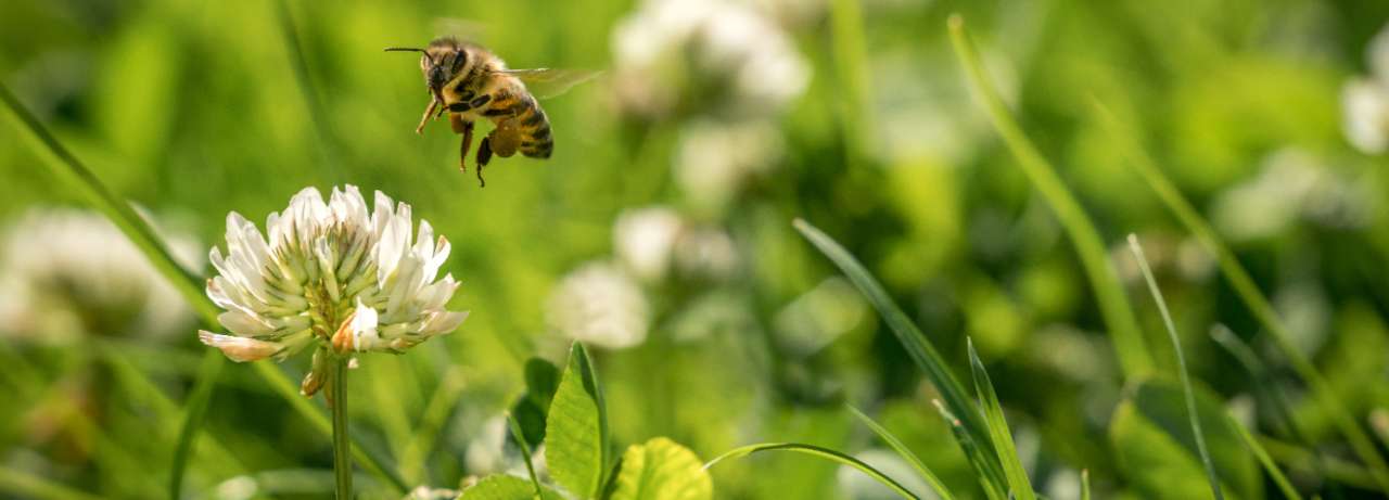 Maai mei niet | Tuincentrum de Oude Tol in Wageningen