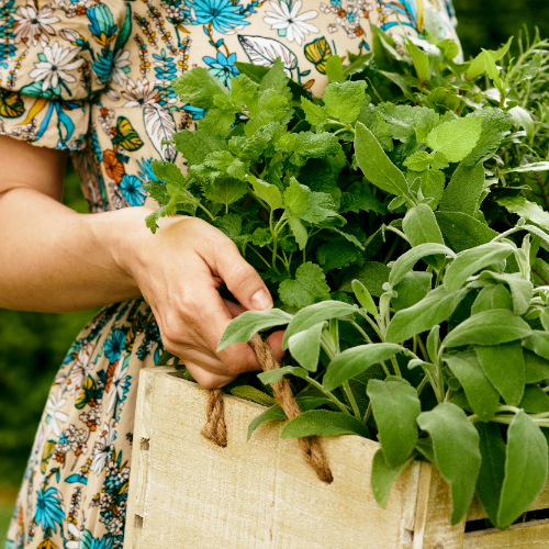 Kruidenplanten kopen | Tuincentrum de Oude Tol