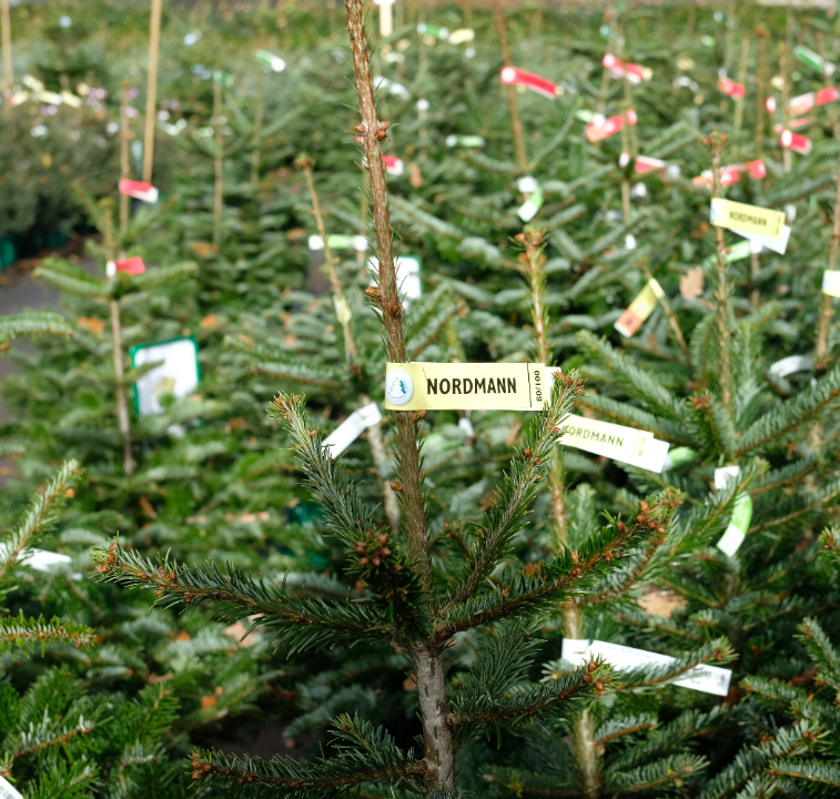 Kerstboom kopen in Wageningen | Tuincentrum de Oude Tol