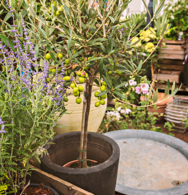 Mediterrane planten | de Oude Tol Wageningen Tuincentrum de Tol