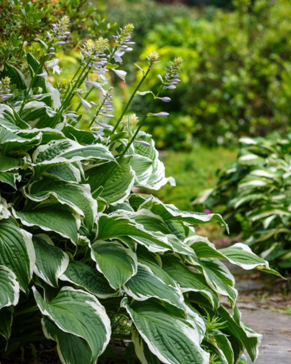 Schaduwplanten kopen bij tuincentrum de Oude Tol!