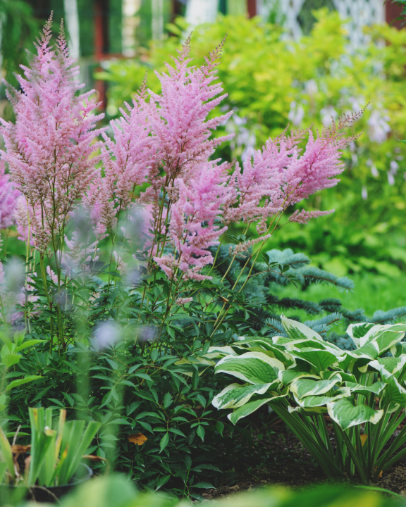 Planten voor uw schaduwborder kopen? Kom naar tuincentrum de Oude Tol!