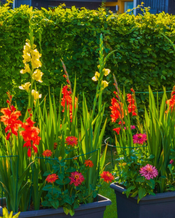 Gladiolen kopen? Kom naar tuincentrum de Oude Tol!