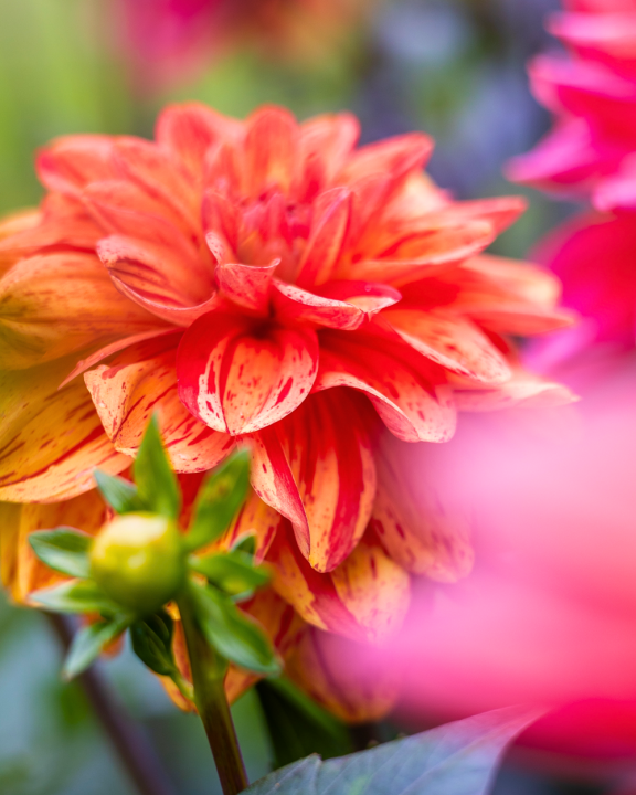 Dahlia bloembollen kopen bij tuincentrum de Oude Tol!