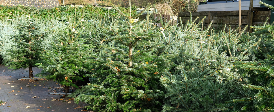 Maak van kerst dit jaar iets magisch!