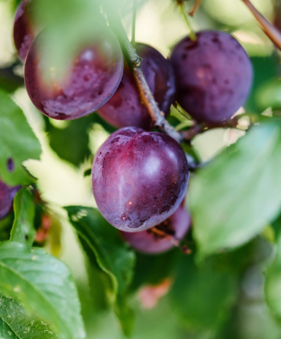Een pruimenboom zou perfect staan in uw tuin!