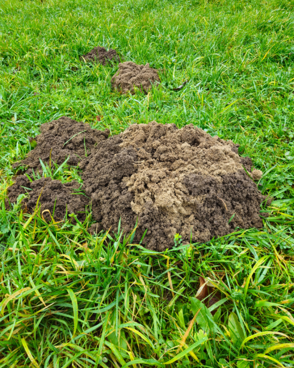 Shop de juiste bestrijdingsmiddelen tegen ongedierte bij tuincentrum de Oude Tol in Wageningen!