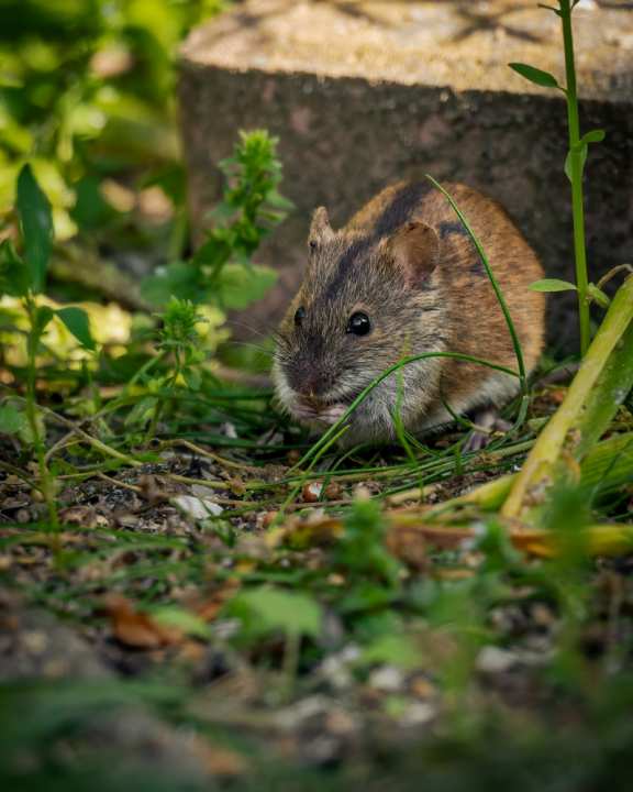 Shop de juiste bestrijdingsmiddelen tegen ongedierte bij tuincentrum de Oude Tol in Wageningen!