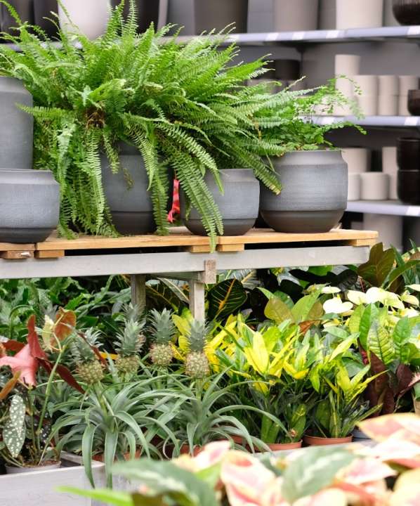 Maak van jouw woonruimte een urban jungle met de binnenplanten van tuincentrum de Oude Tol!