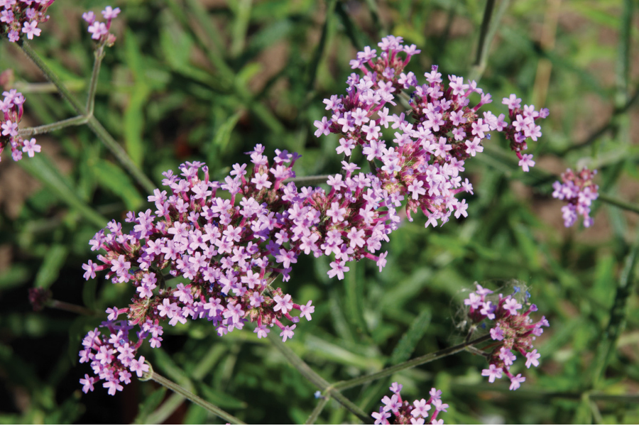 Verbena bonariensis ‘Lollipop’