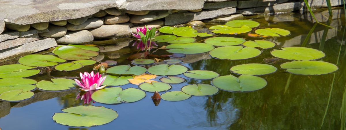 Vijverwateradviesdag op 2e Pinksterdag (25 mei) | Oude Tol