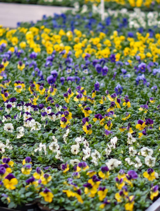 Planten kopen in Wageningen | Tuincentrum de Oude Tol