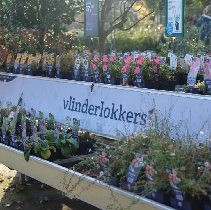 Vlindervriendelijke beplanting | Tuincentrum de Oude Tol in Wageningen