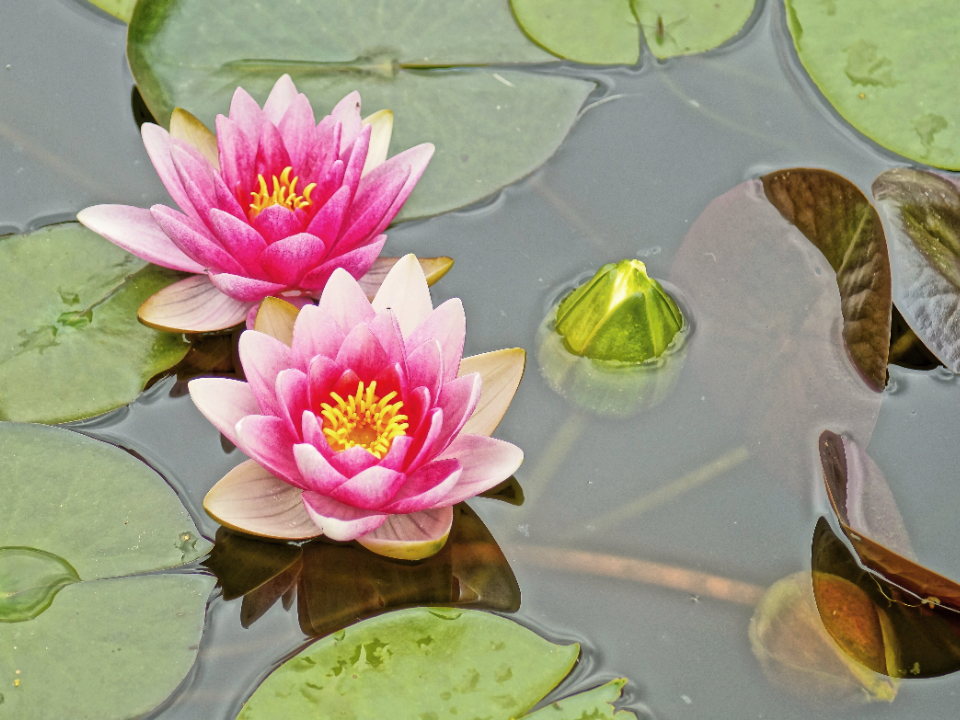 Maak je vijver compleet met onze waterplanten!