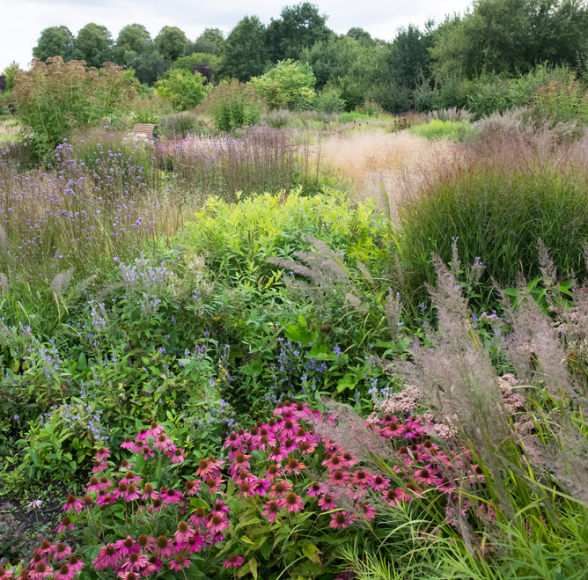 Wilde bloemen | Tuincentrum de Oude Tol