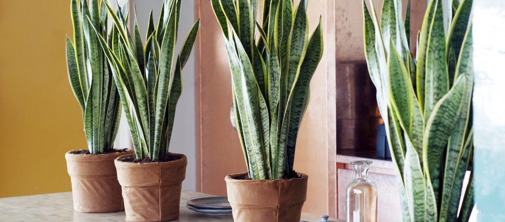 De Sansevieria kopen als woonplant in het najaar